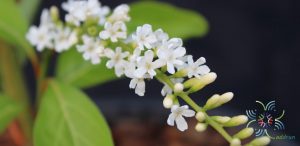 ราชาวดี Buddleja paniculata Wall.