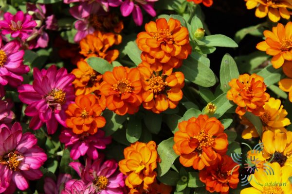 บานชื่น Zinnia violacea Cav.