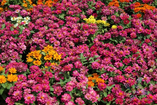 บานชื่น Zinnia violacea Cav.